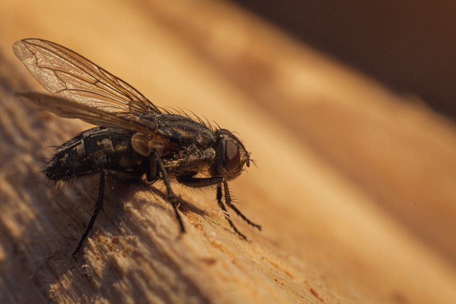 A close-up photograph of a common housefly resting on a rough, textured surface composed of beige, grey, and black speckled rock or concrete fragments. The fly's body is dark with fine, shiny hairs, a